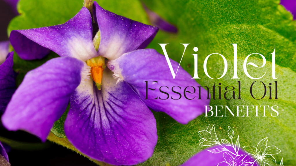Violet essential oil benefits